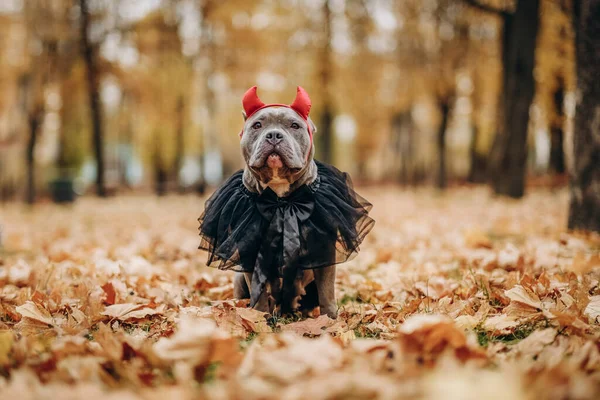 American Bully dog dressed in a costume for the celebration of Halloween. A dog in a witch costume. Preparing the dog for Halloween.