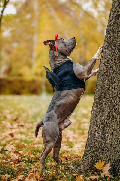American Bully dog dressed in a costume for the celebration of Halloween. A dog in a vampire bat costume. Preparing the dog for Halloween.