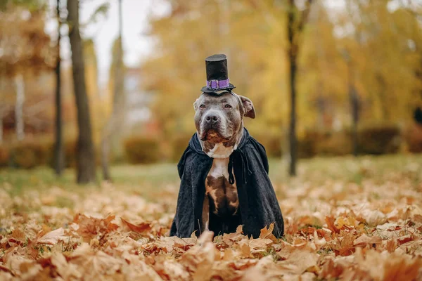 American Bully dog dressed in a costume for the celebration of Halloween. A dog in a vampire bat costume. Preparing the dog for Halloween.