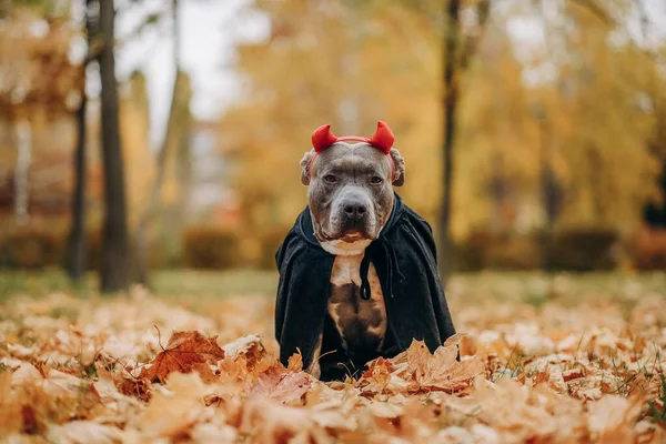 Cadılar Bayramı Için Kostüm Giymiş Amerikan Zorba Köpeği Vampir Kostümü — Stok fotoğraf