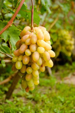 Üzüm hasadı. Sonbaharda olgunlaşan sarı üzümler.