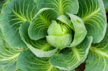 Lahana mahsulü sonbaharda olgunlaştı. Geç olgunlaşan lahanalar. Organik sebze yetiştiriyor..