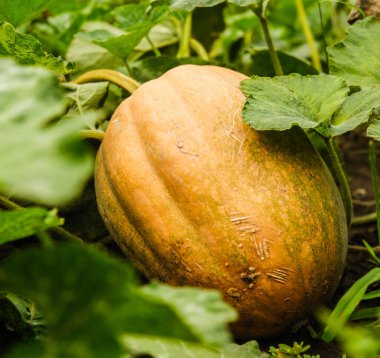 Toprakta organik sebzeler yetiştiriyor. Balkabağım sonbaharda bahçede olgunlaştı. Balkabağı hasadı.