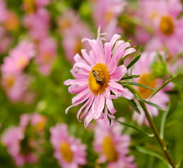 Growing Autumn Flowers Pink Asters Bloomed Garden Autumn Bees Butterflies — Stock Photo, Image