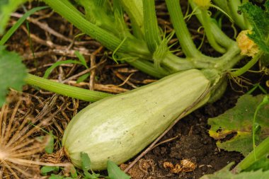 Açık havada organik sebze yetiştiriyor. Sonbaharda bahçede kabak olgunlaşır. Kabak hasadı..