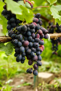 Bahçede mavi üzümler yetişiyor. Sonbaharda olgunlaşmış mavi üzümler. Mavi üzümler hasat ediliyor.