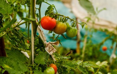 Toprakta organik sebzeler yetiştiriyor. Domatesler sonbaharda bahçede olgunlaşır. Domates koleksiyonu.