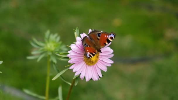 Pěstuje Podzimní Květiny Podzim Zahradě Rozkvetly Růžové Astery Včely Motýli — Stock video