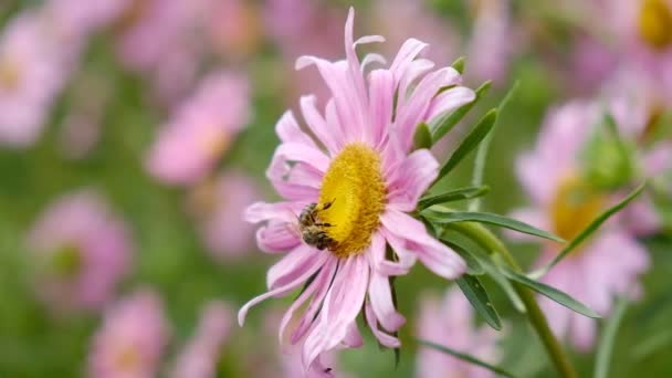 Rosnące Jesienne Kwiaty Różowe Astry Kwitły Ogrodzie Jesienią Pszczoły Motyle — Wideo stockowe