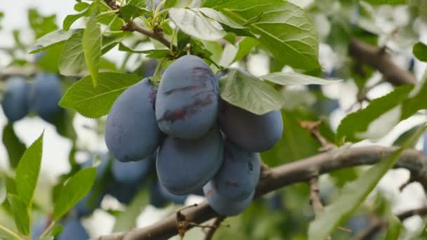 Prunes Bleues Mûries Dans Jardin Automne Cultiver Des Prunes Dans — Video