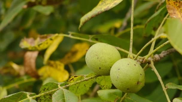 Pěstování Ořechů Zahradě Zrání Vlašských Ořechů Podzim Sklizeň Vlašských Ořechů — Stock video