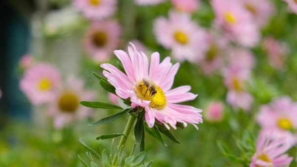 Pěstuje Podzimní Květiny Podzim Zahradě Rozkvetly Růžové Astery Včely Motýli — Stock video