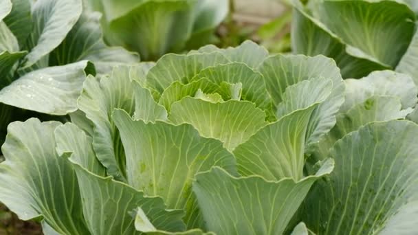 Cabbage Crop Ripened Autumn Ripening Late Varieties Cabbage Growing Organic — Stock Video