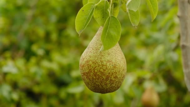 Καλλιεργούν Βιολογικά Αχλάδια Στον Κήπο Εποχή Αχλάδι Συγκομιδή Αχλαδιών Φθινόπωρο — Αρχείο Βίντεο
