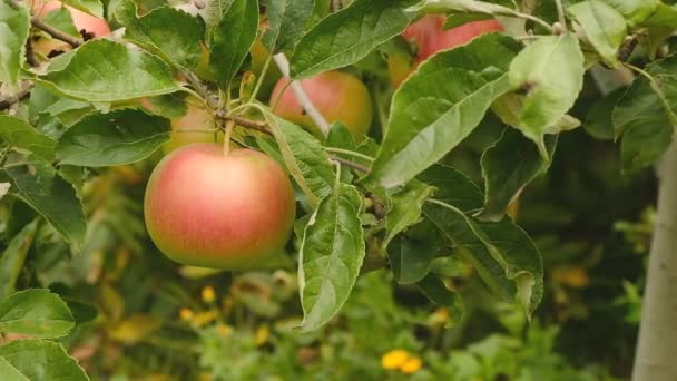 Odlar Ekologiska Äpplen Trädgården Äppelmognadssäsong Skörda Äpplen Hösten — Stockvideo
