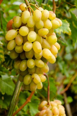Üzüm hasadı. Sonbaharda olgunlaşan sarı üzümler.