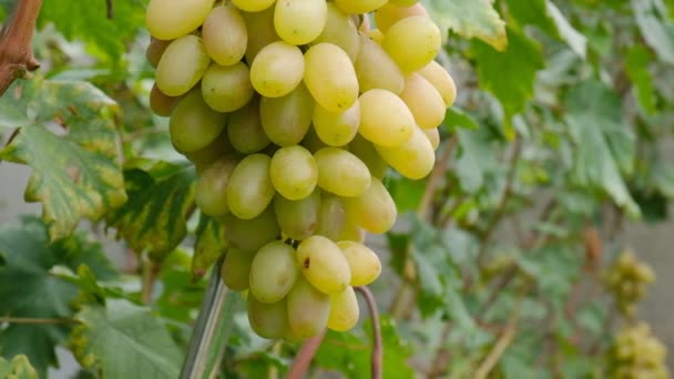 收获的葡萄 秋天成熟的黄葡萄 — 图库视频影像