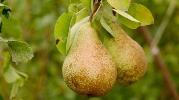 Growing Organic Pears Garden Pear Season Harvesting Pears Autumn — Stock Video