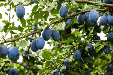 Sonbaharda bahçede olgunlaşmış mavi erikler. Bahçede erik yetiştiriyor. Mavi erik toplama mevsimi sonbahardır..