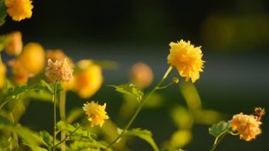 Parkta sonbaharda çiçek açan Japon Kerria 'sı. Japon kerriasının ekimi ve satışı.