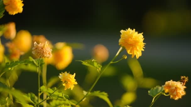 Floreciente Kerria Japonesa Otoño Parque Cultivo Venta Kerria Japonesa — Vídeo de stock