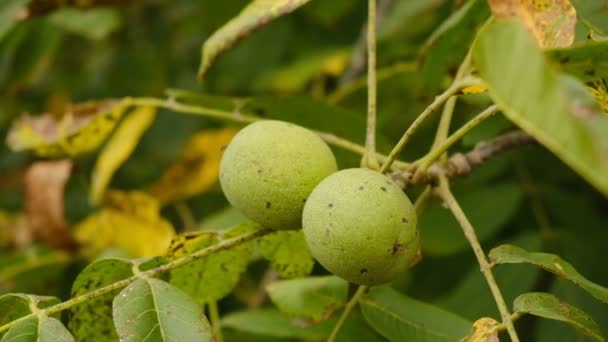 Pěstování Ořechů Zahradě Zrání Vlašských Ořechů Podzim Sklizeň Vlašských Ořechů — Stock video
