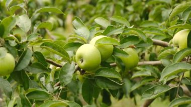 Bahçede organik yeşil elmalar yetiştiriyor. Elma olgunlaşma mevsimi. Sonbaharda elma hasatı.