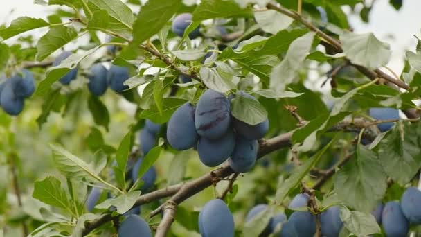 Prunes Bleues Mûries Dans Jardin Automne Cultiver Des Prunes Dans — Video
