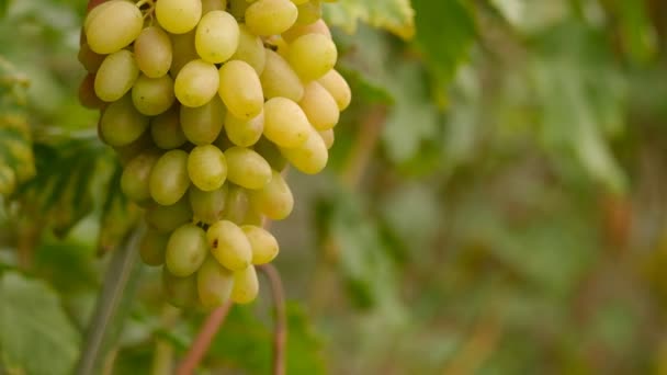 Üzüm Hasadı Sonbaharda Olgunlaşan Sarı Üzümler — Stok video