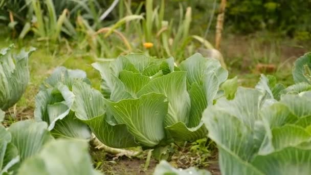 Die Kohlernte Reifte Herbst Spätreife Kohlsorten Bio Gemüse Anbauen — Stockvideo