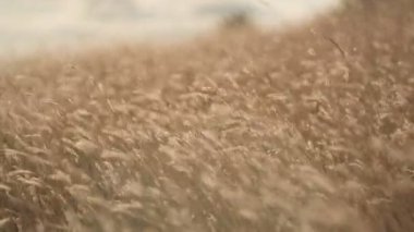 Sonbahar kuru otlar bir sonbahar akşamında yamaçta rüzgarda sallanır..