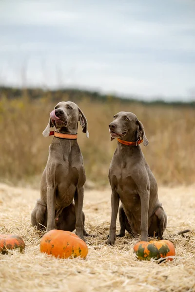 Two Weimar pointer dogs are sitting in a field near pumpkins. Dogs are getting ready for Halloween.