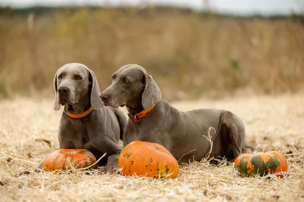 Two Weimar pointer dogs are sitting in a field near pumpkins. Dogs are getting ready for Halloween.