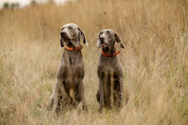Köpekleri ava çıkarıyoruz. Büyük kuşlar için bir köpekle avlanmak. Bir köpekle sonbahar avı..