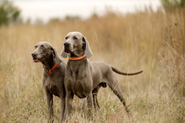 Köpekleri ava çıkarıyoruz. Büyük kuşlar için bir köpekle avlanmak. Bir köpekle sonbahar avı..