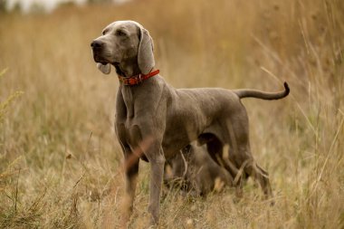 Köpekleri ava çıkarıyoruz. Büyük kuşlar için bir köpekle avlanmak. Bir köpekle sonbahar avı..