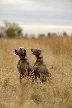 Köpekleri ava çıkarıyoruz. Büyük kuşlar için bir köpekle avlanmak. Bir köpekle sonbahar avı..