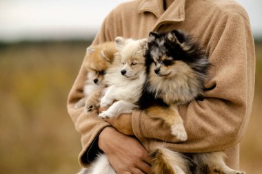 Genç bir adam Pomeranya köpeklerini kollarında tutuyor. Sonbaharda Pomeranyalılarla parkta yürümek. Pomeranya 'lı yavruların bakımı, bakımı ve bakımı.