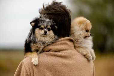 Genç bir adam Pomeranya köpeklerini kollarında tutuyor. Sonbaharda Pomeranyalılarla parkta yürümek. Pomeranya 'lı yavruların bakımı, bakımı ve bakımı.