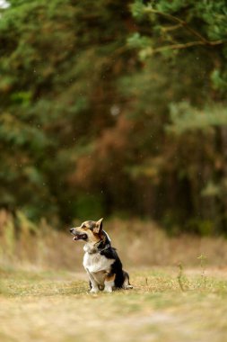 Sonbaharda ormanda yürüyüşe çıkan Galli Corgi. Welsh Corgi 'yi sev ve kolla. Bir Galli Corgi yetiştirirken sorunlar.