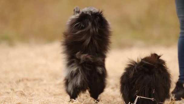Sebuah Spitz Pomeranian Muda Yang Lucu Melompat Pada Kaki Belakangnya — Stok Video