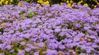 Sonbahar Ageratum çiçekleri parktaki bir çiçek tarlasında çiçek açıyor..