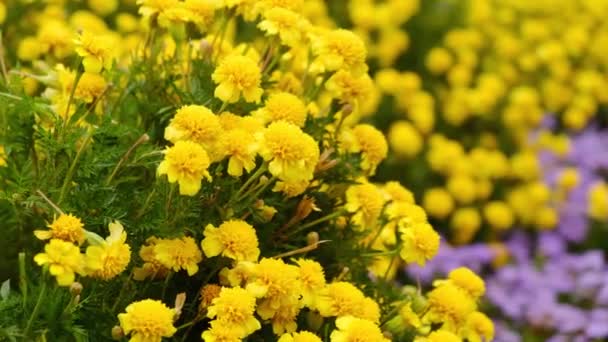 Macizo Flores Caléndulas Amarillas Florece Jardín Otoño Hermoso Macizo Flores — Vídeo de stock