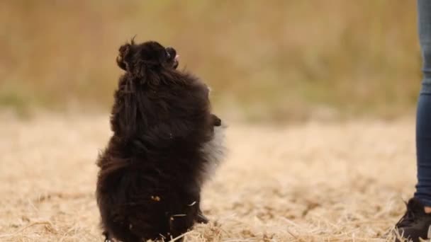 Lindo Joven Pomeranian Spitz Salta Sobre Sus Patas Traseras Pide — Vídeos de Stock