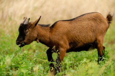 Genç bir keçi çayırda otluyor. Küçük süs keçileri yetiştiriyorlar..