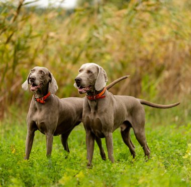 Weimaraner avda. Çiftleşen av köpekleri.