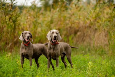Weimaraner avda. Çiftleşen av köpekleri.