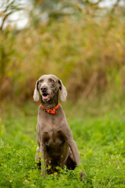 Weimaraner avda. Çiftleşen av köpekleri.