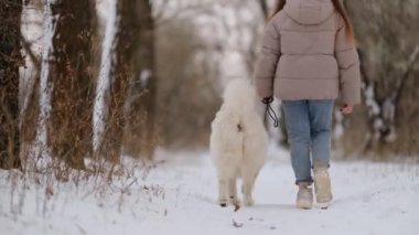 Kışın sevgili evcil hayvanı Samoyed ile parkta bir gölün kıyısında yürüyen bir kız. Kışın köpeği gezdiriyorum..