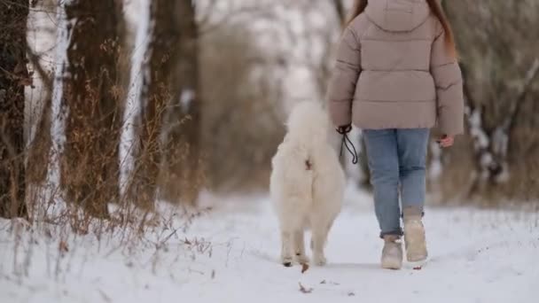 Egy Lány Sétál Szeretett Háziállatával Samoyed Dal Télen Egy Partján — Stock videók